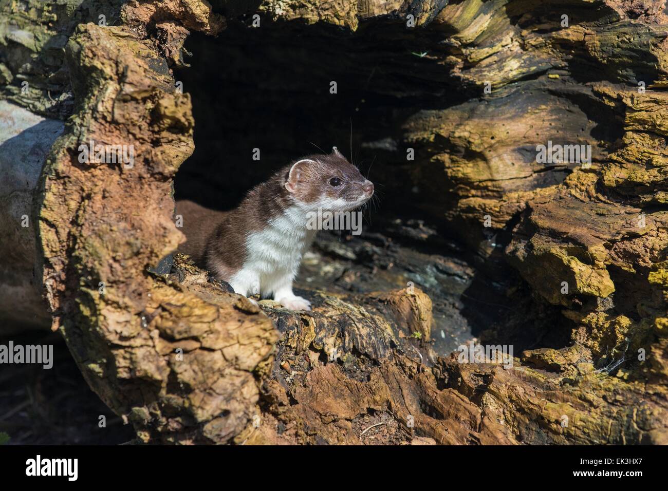 stoat Mustela erminea, emerging from hollow tree trunk, (captive) Stock Photo