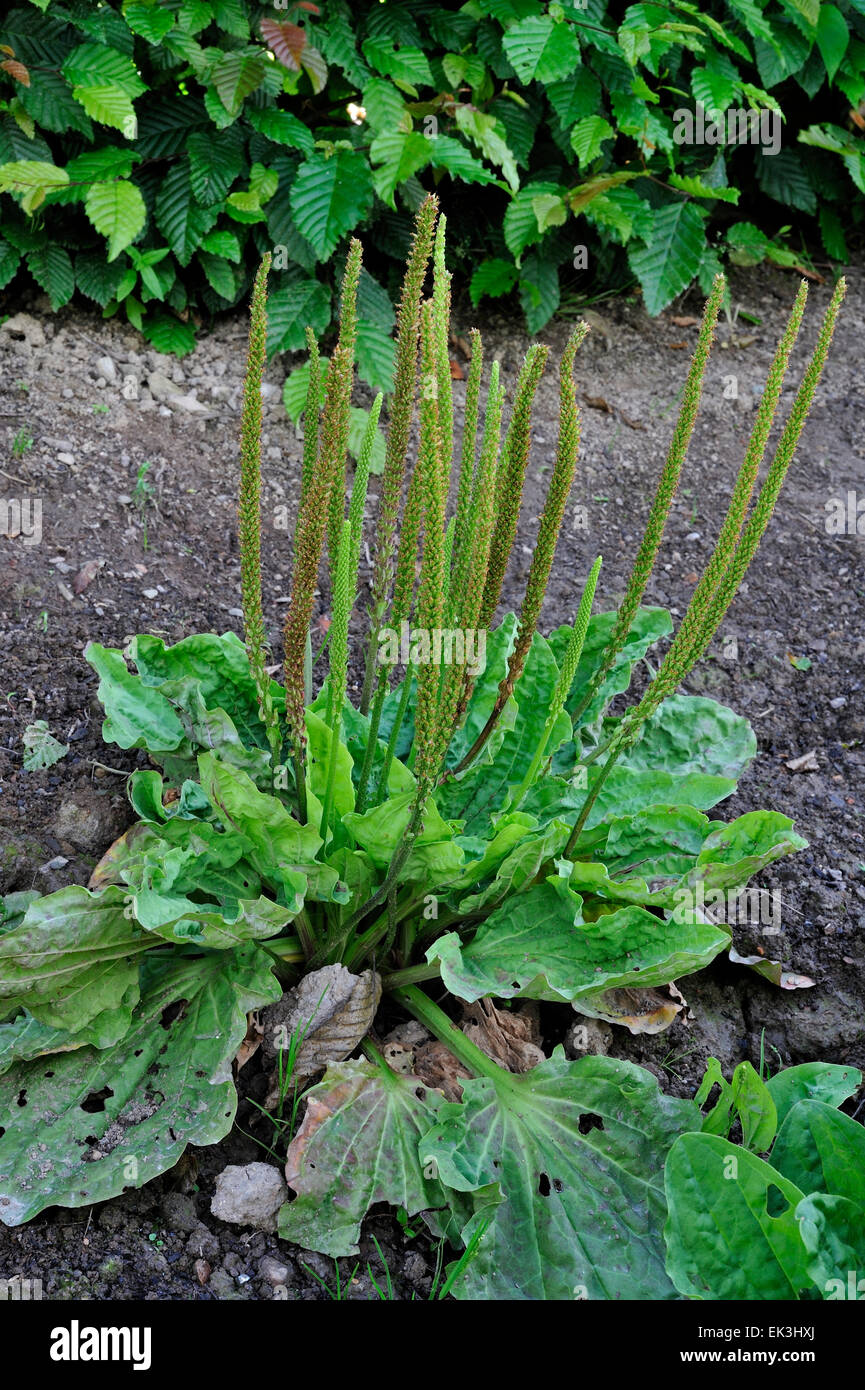 Greater plantain / broadleaf plantain / common plantain (Plantago major) in flower Stock Photo