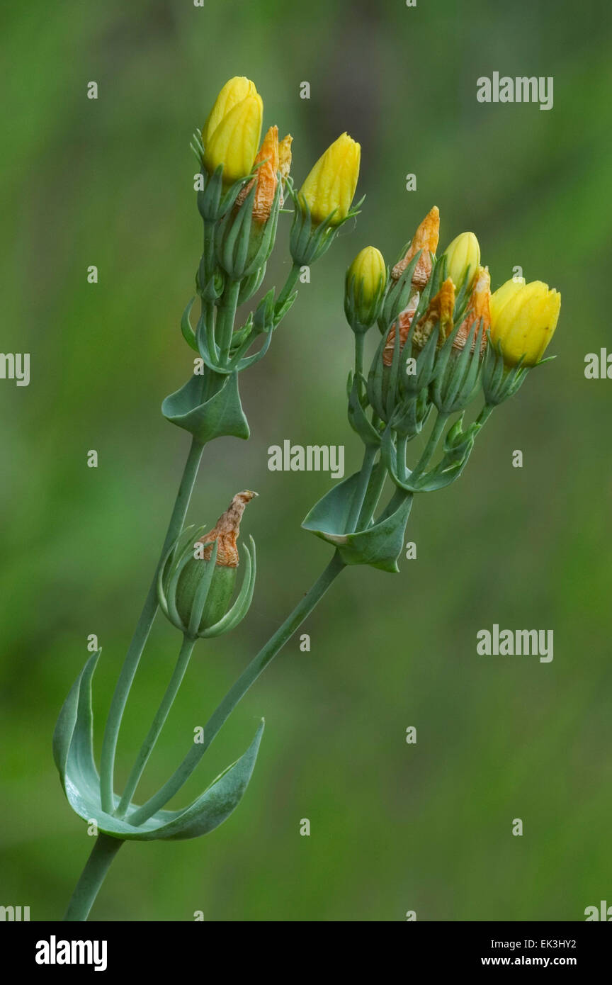 Yellow-wort (Blackstonia perfoliata) in flower Stock Photo