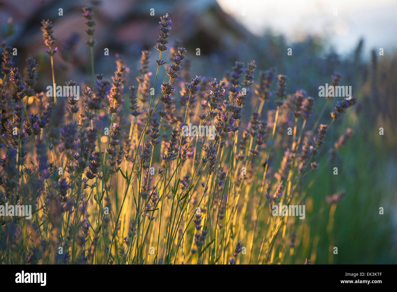 Lavender in the sunlight Stock Photo Alamy