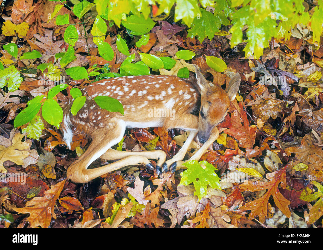A white-tailed deer fawn, sleeps in old leaves in a hardwood forest in the mid-west. Stock Photo