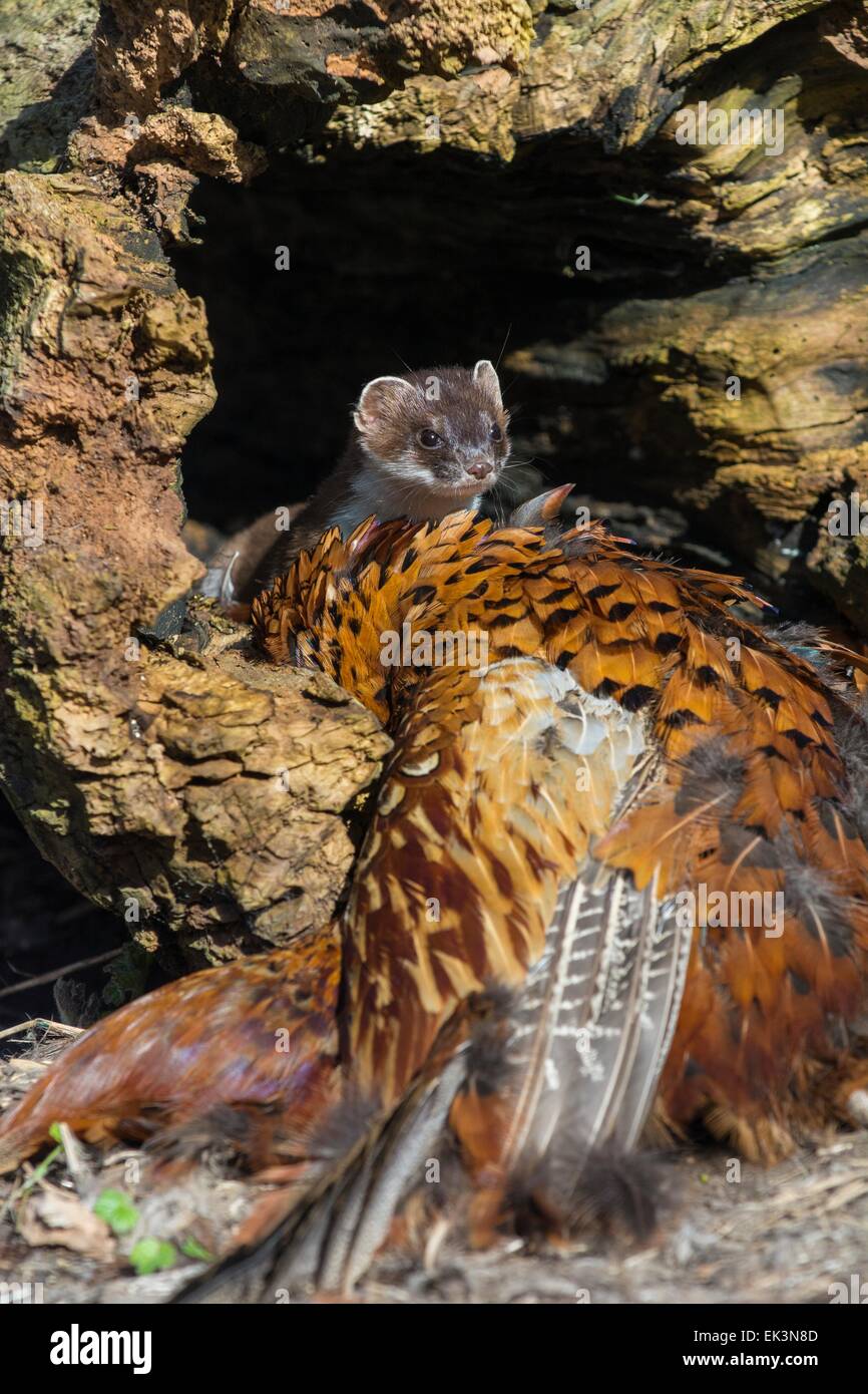 stoat - Mustela erminea, female investigating pheasant carcass (captive) Stock Photo