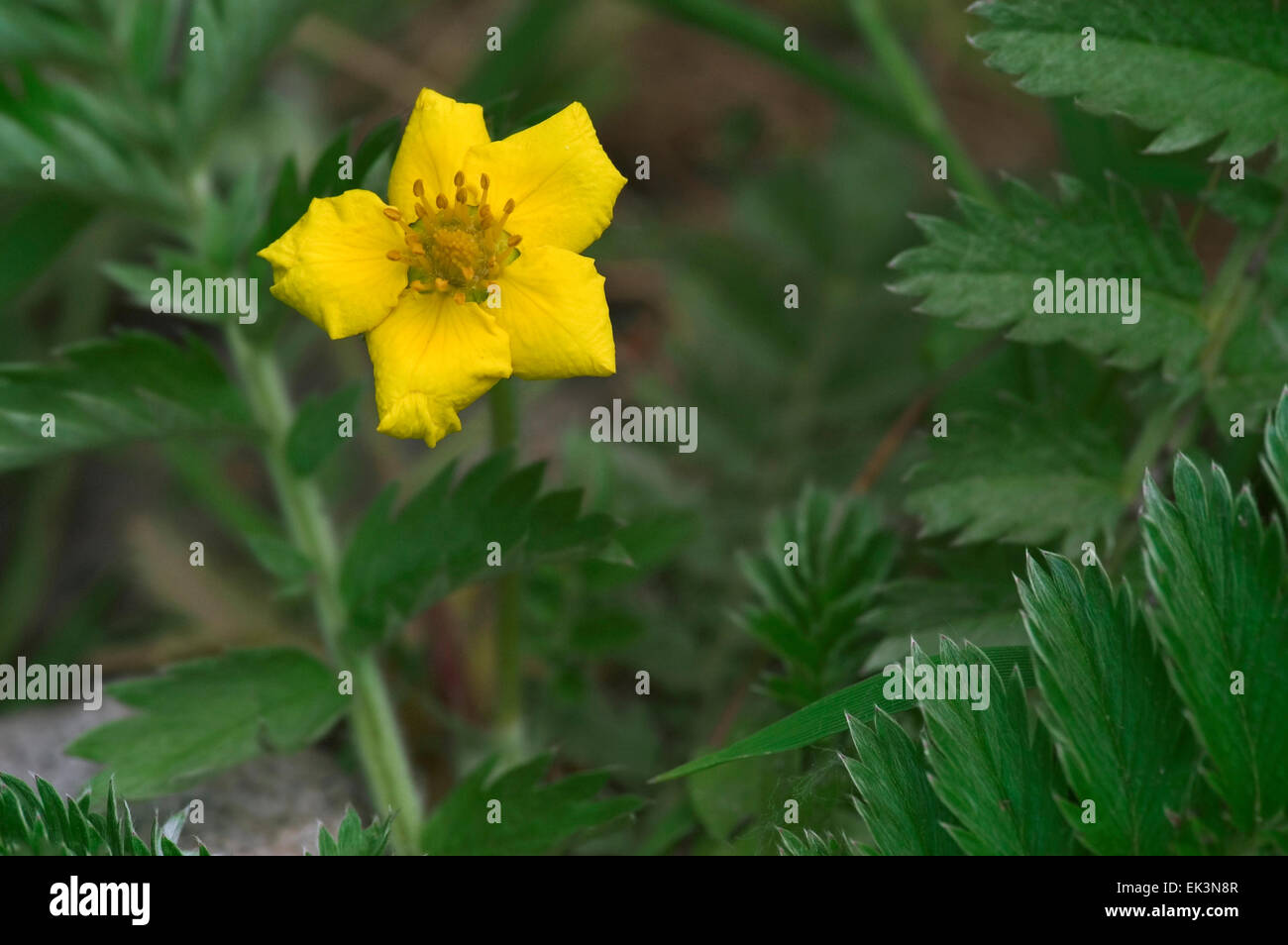 Common silverweed / silverweed cinquefoil (Potentilla anserina) in flower Stock Photo