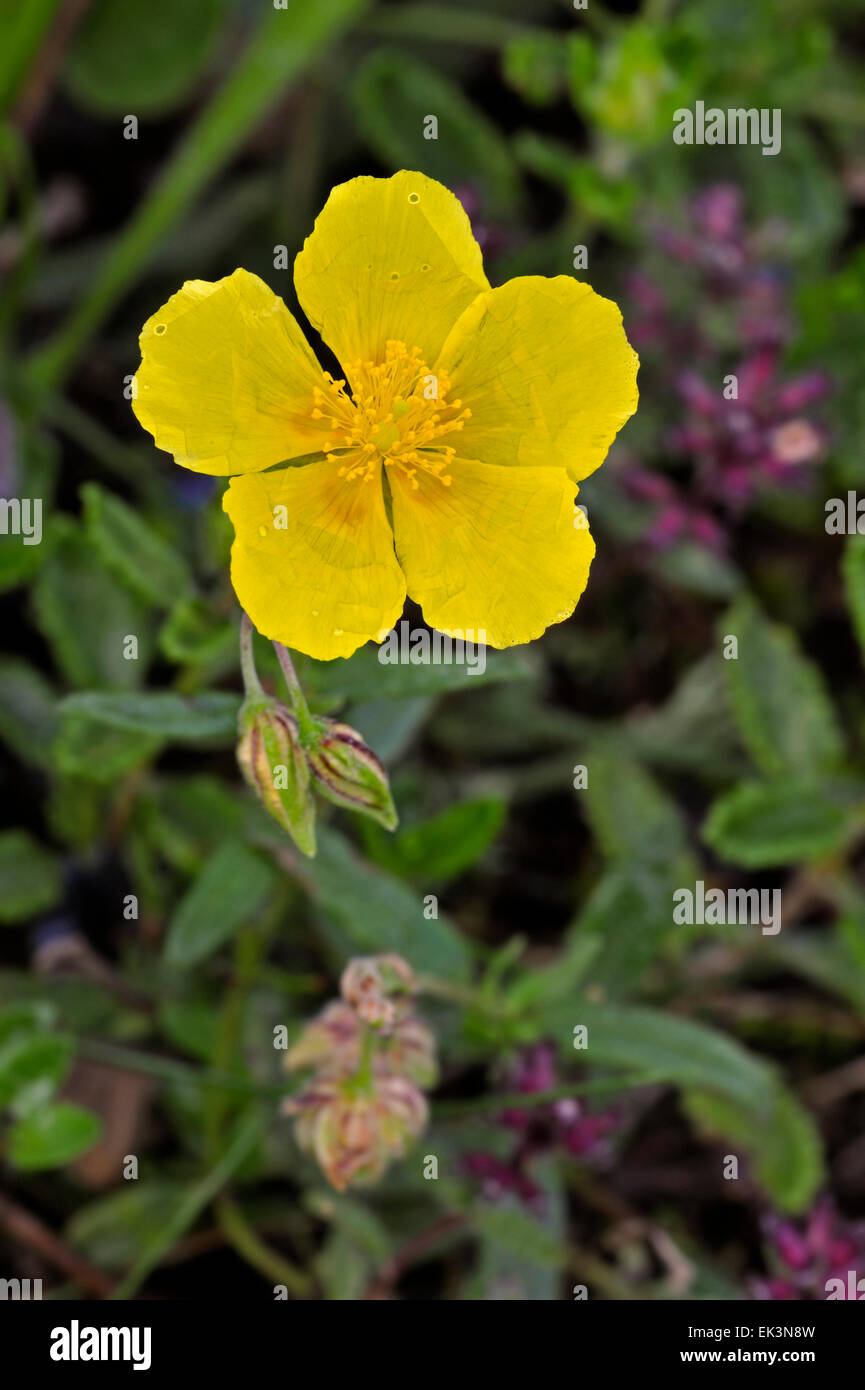 Common rockrose / common rock rose / common rock-rose (Helianthemum nummularium / Helianthemum chamaecistus) in flower Stock Photo