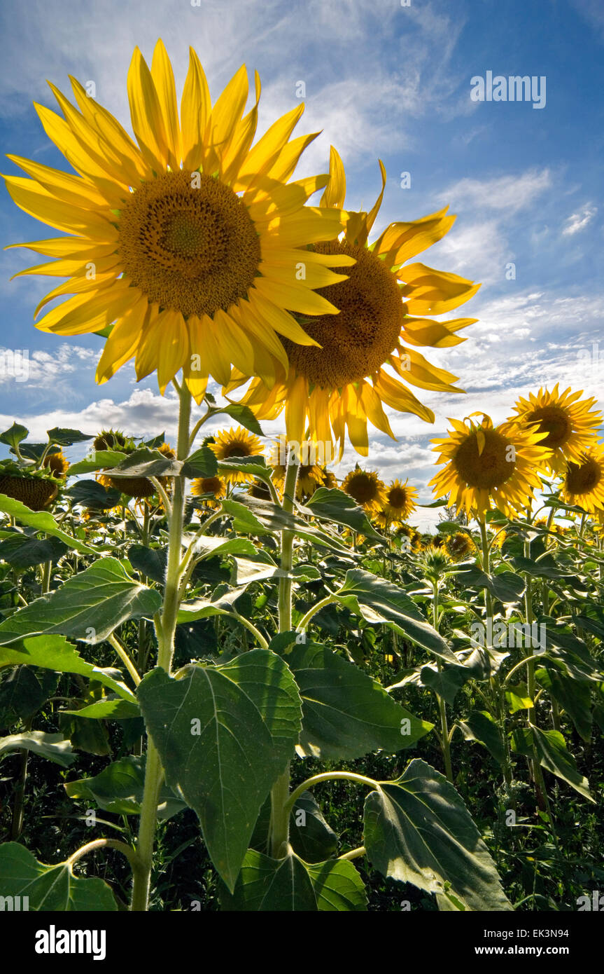 Field with common sunflowers (Helianthus annuus) on a cloudy sky Stock Photo