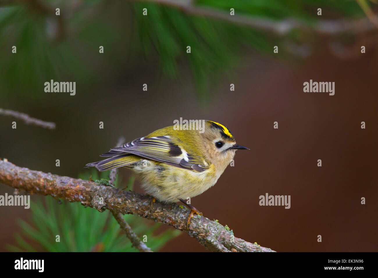 Goldcrest (Regulus regulus) perched in coniferous tree Stock Photo