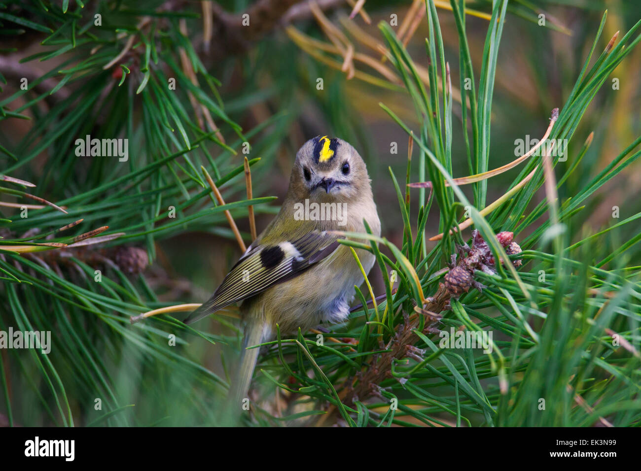 Goldcrest (Regulus regulus) perched in coniferous tree Stock Photo