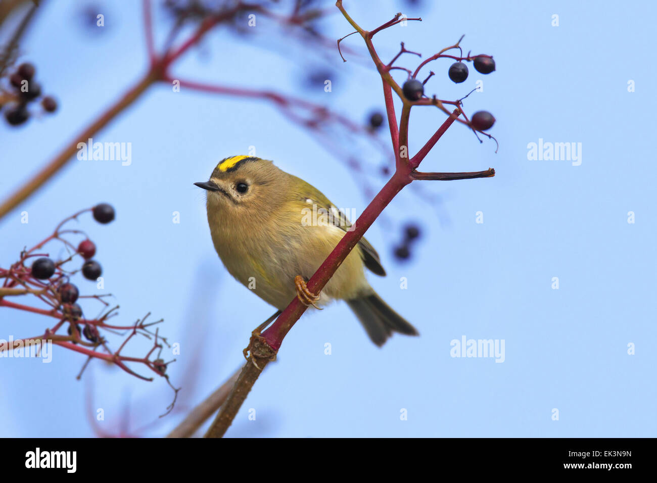 Goldcrest (Regulus regulus) perched in tree Stock Photo