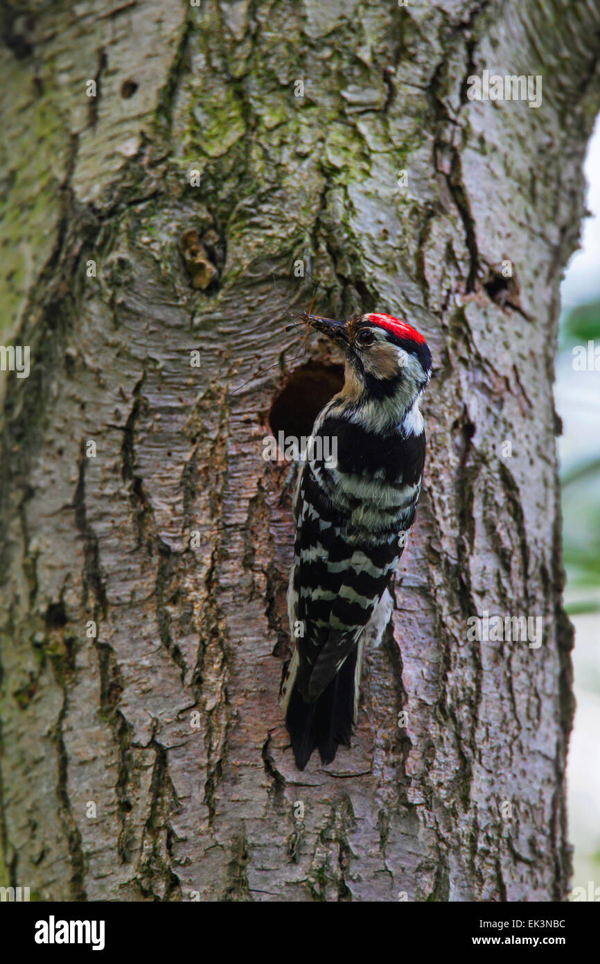Lesser spotted woodpecker (Dryobates minor / Dendrocopus minor) male
