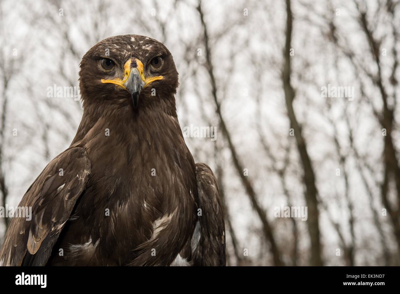 Steppe Eagle, Aquila nipalensis, Accipitridae Stock Photo