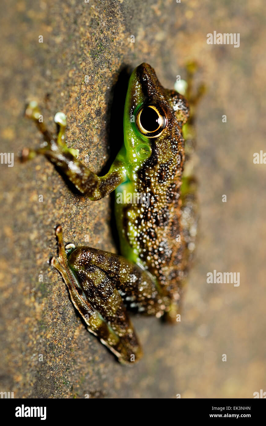 Black-spotted Rock Frog (Staurois guttatus) on moss in Kubah national park, Sarawak, Malaysia, Borneo Stock Photo