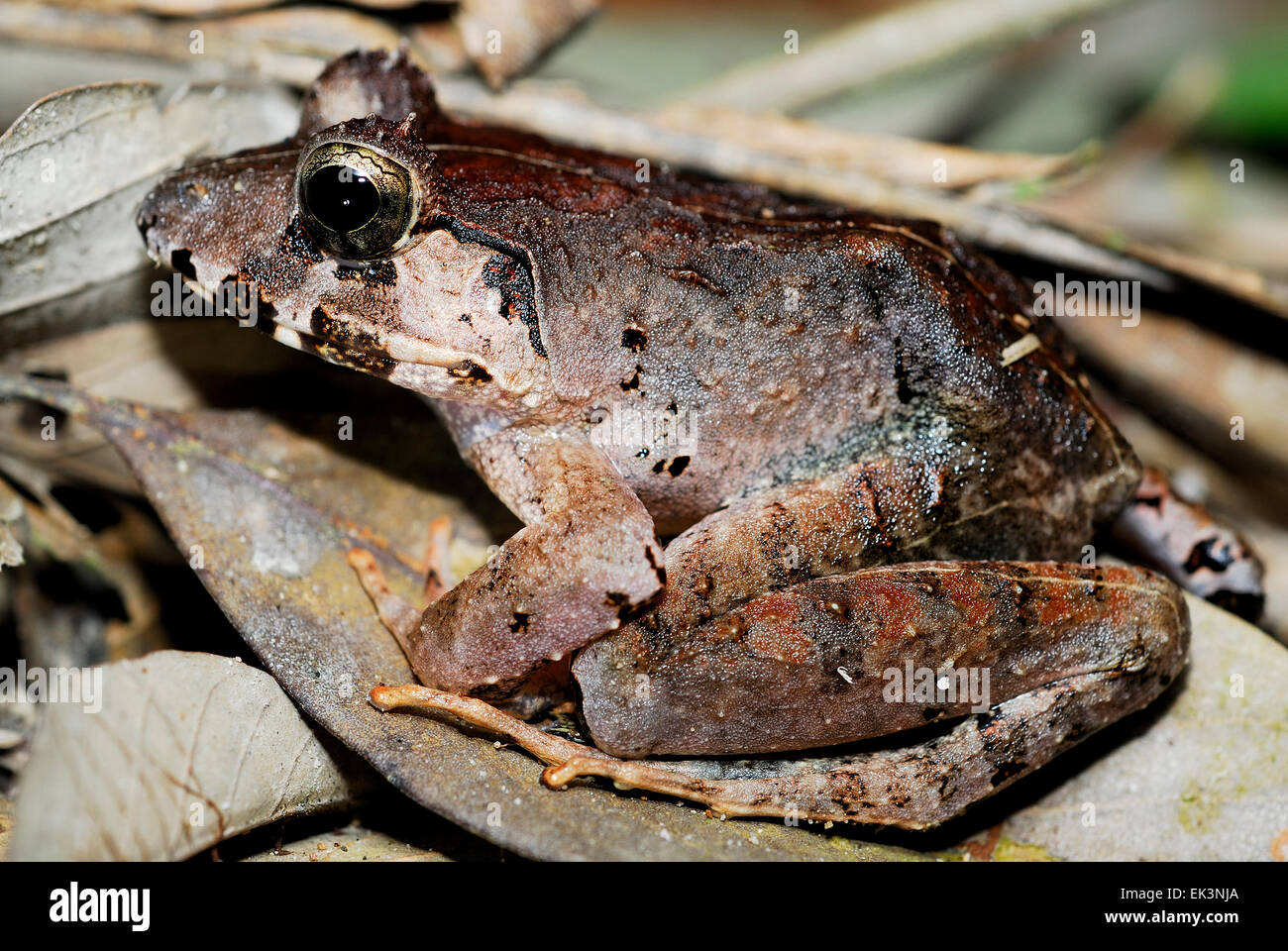 Peat Swamp Frog (Limnonectes malesianus) on ground in Kubah national