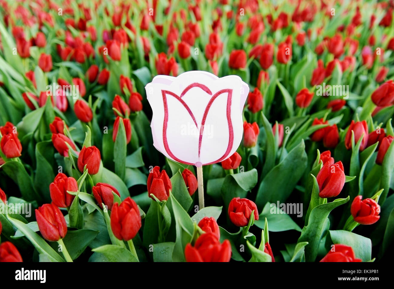 A cardboard tulip symbolizing a message in a natural red tulip field Stock Photo