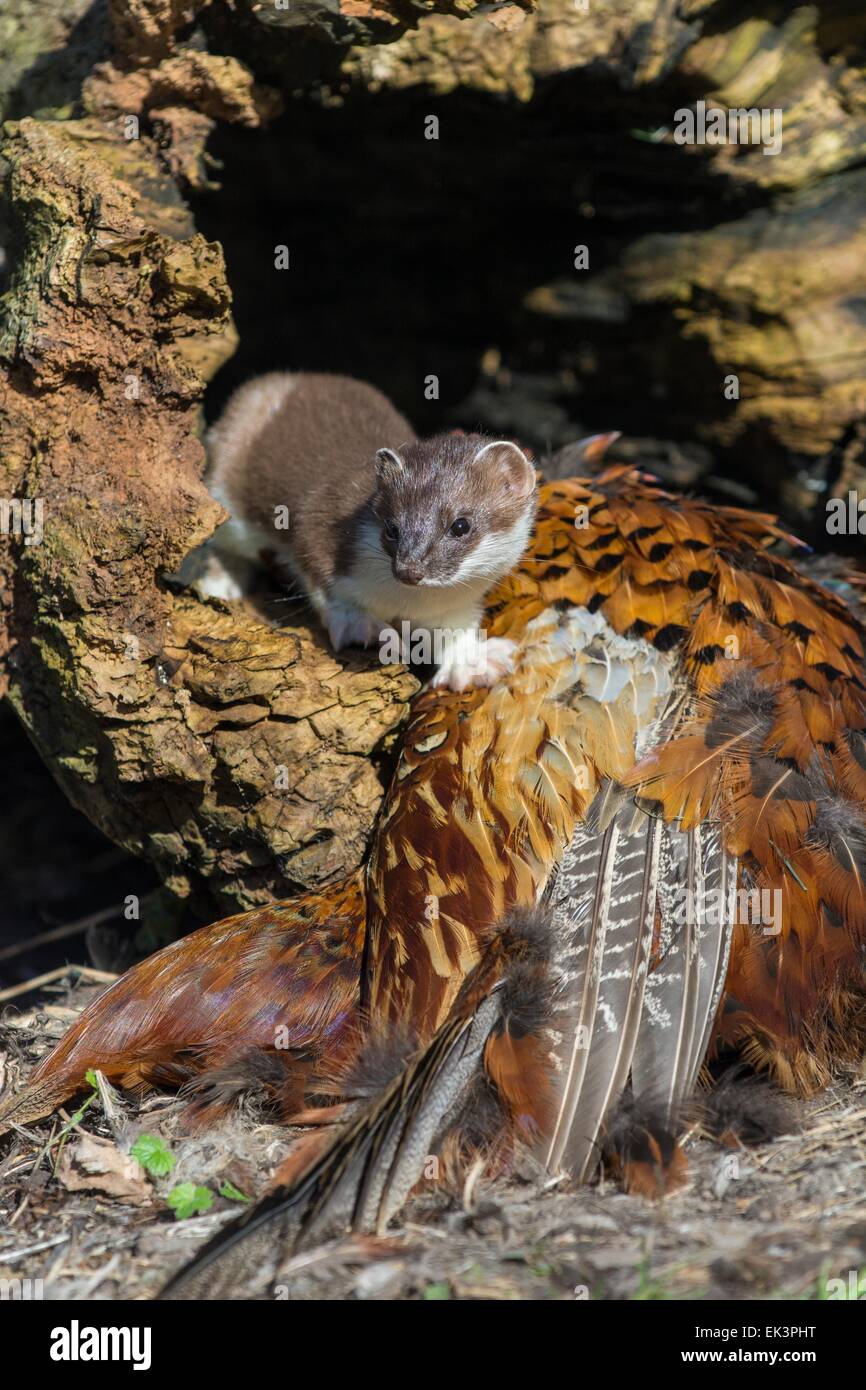 stoat - Mustela erminea, female investigating pheasant carcass (captive) Stock Photo