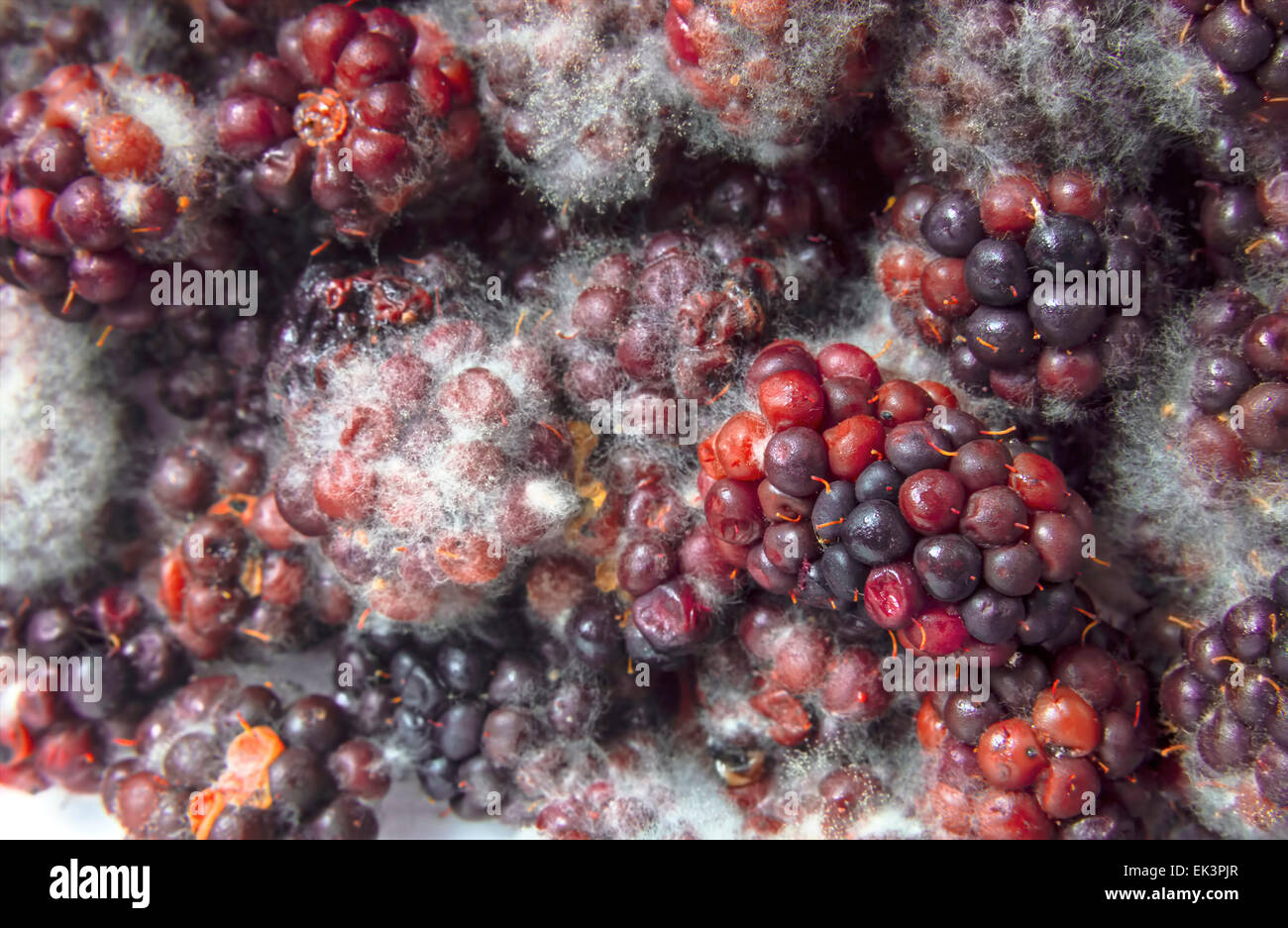 Moldy blackberries covered in fungus and decaying Stock Photo Alamy
