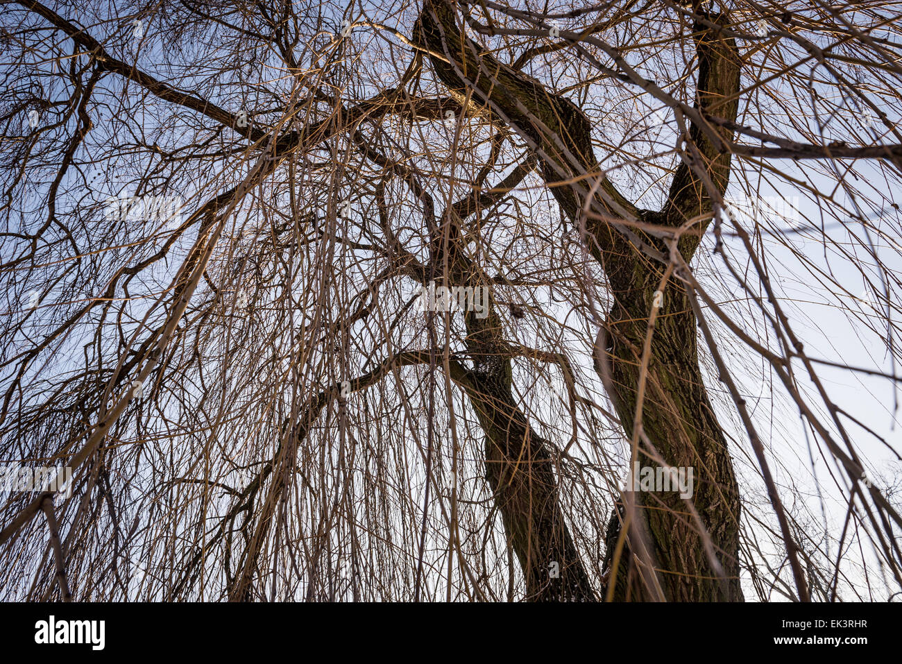 weeping willow tree Stock Photo - Alamy