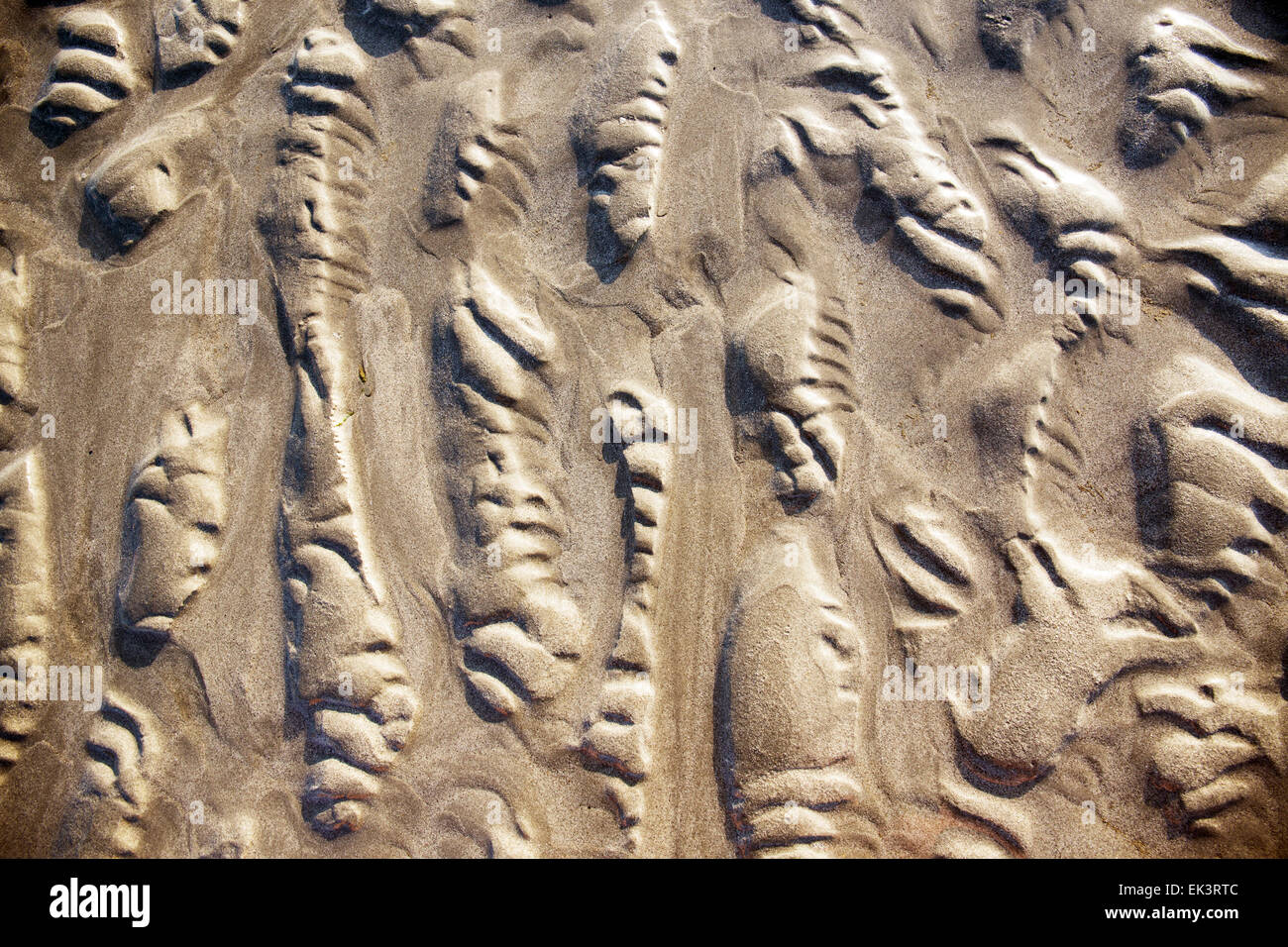 Abstract Ocean waves cause sand to form in long rows seen during low tide at Mont Saint Michel, Mont Saint Michel bay France Stock Photo