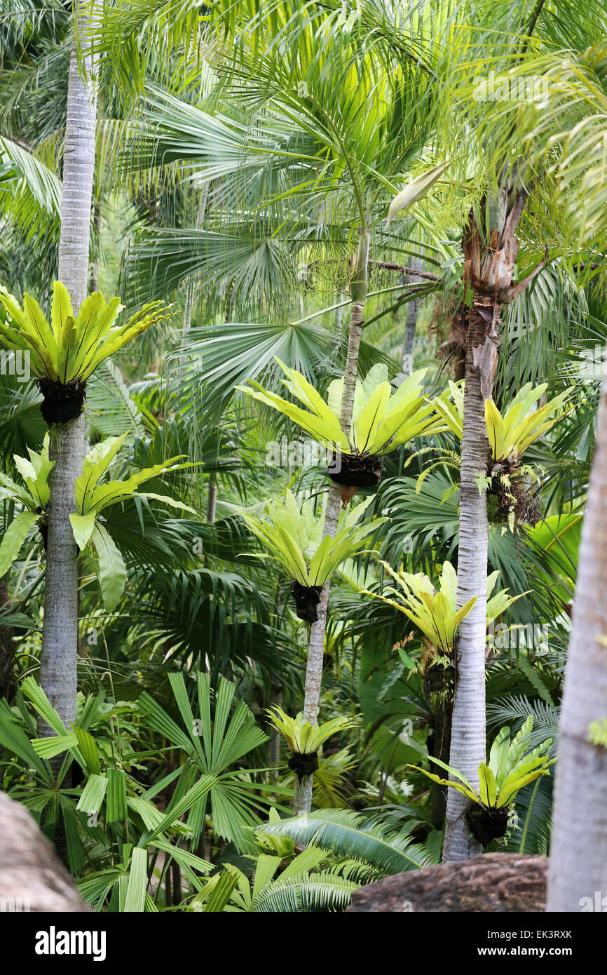 Beautiful green palm trees photographed close up Stock Photo