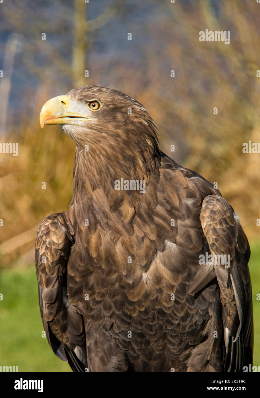 White-tailed Sea Eagle Stock Photo