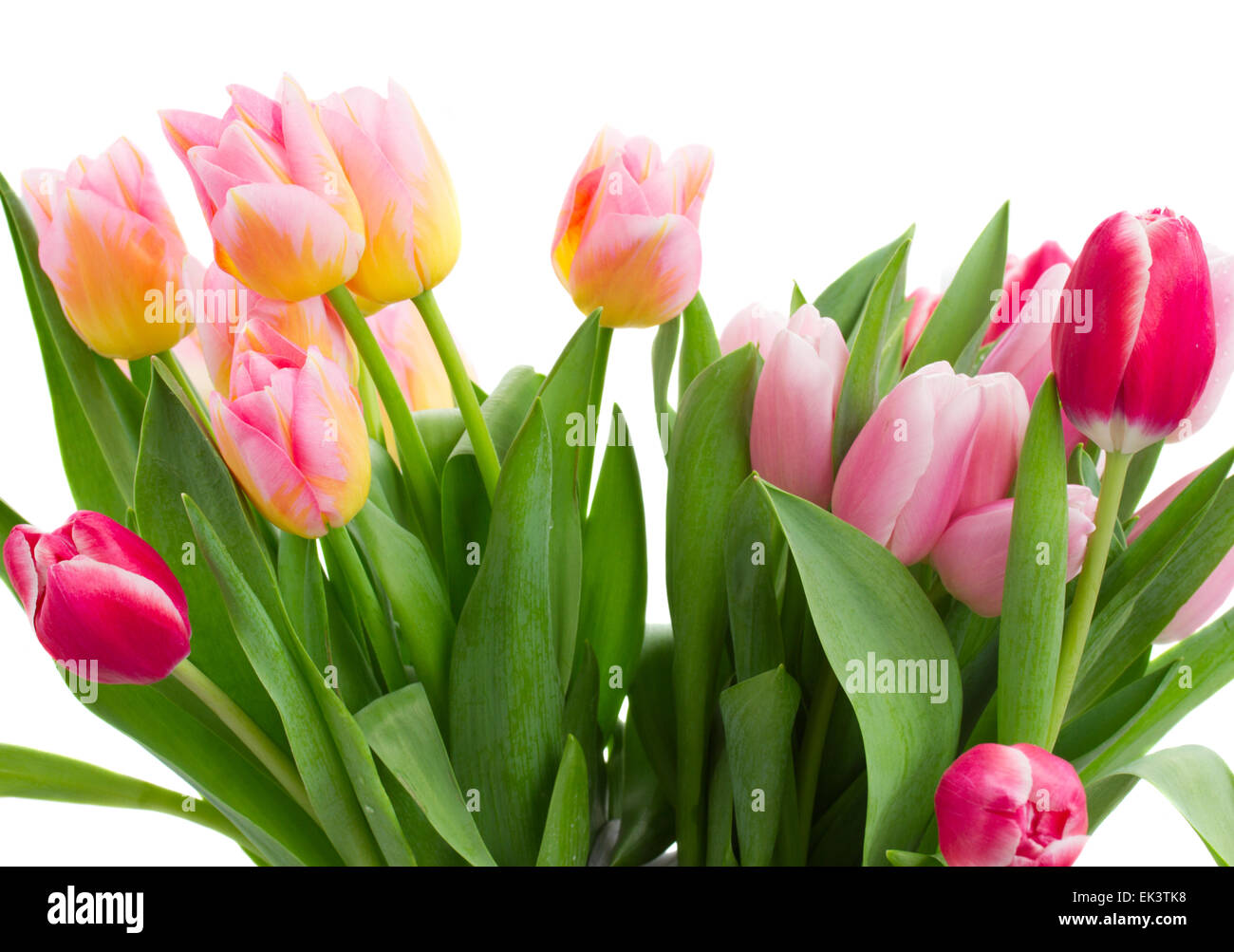 Bouquet Of Tulip Flowers In Vase Stock Photo Alamy bouquet-of-tulip-flowers-in-vase-stock-photo-alamy
