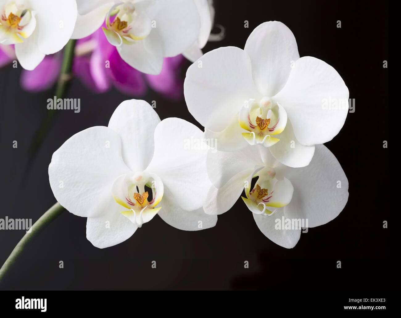 Orchids branch hi-res stock photography and images - Alamy