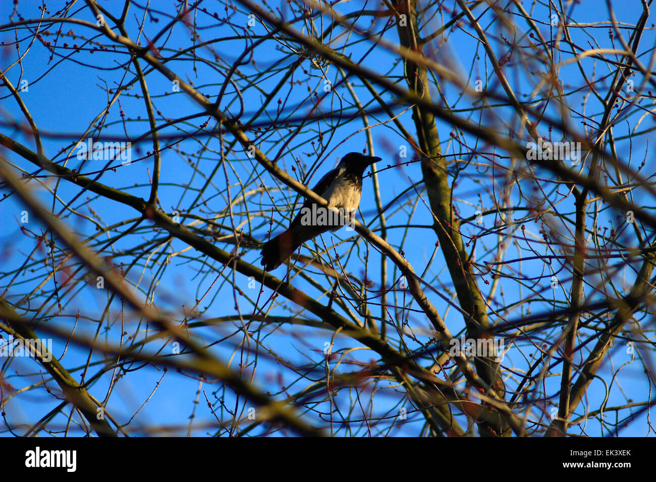 Hooded crow on the branch of the tree in spring Stock Photo