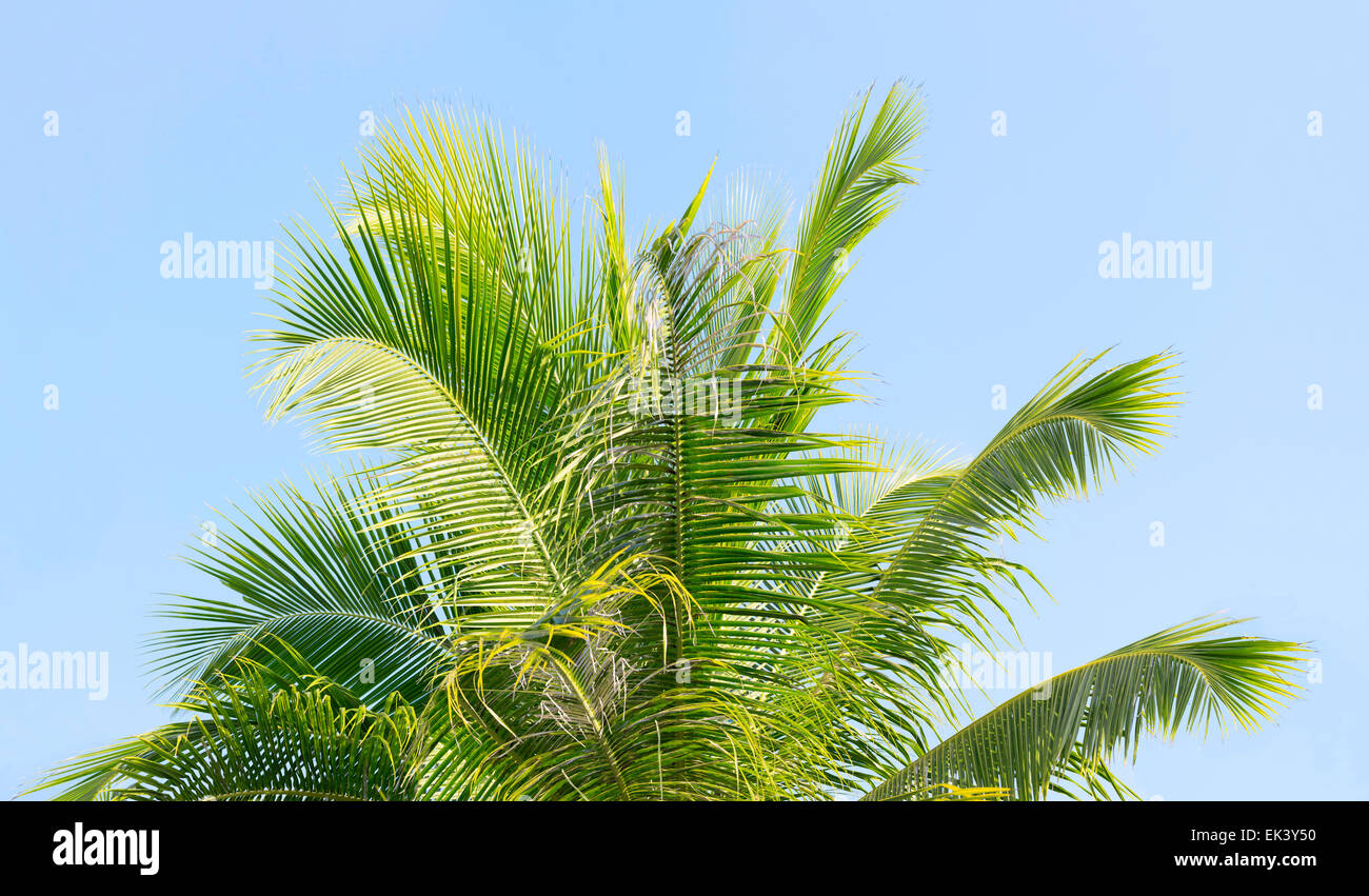Palm tree’s leaves on the blue sky background Stock Photo - Alamy