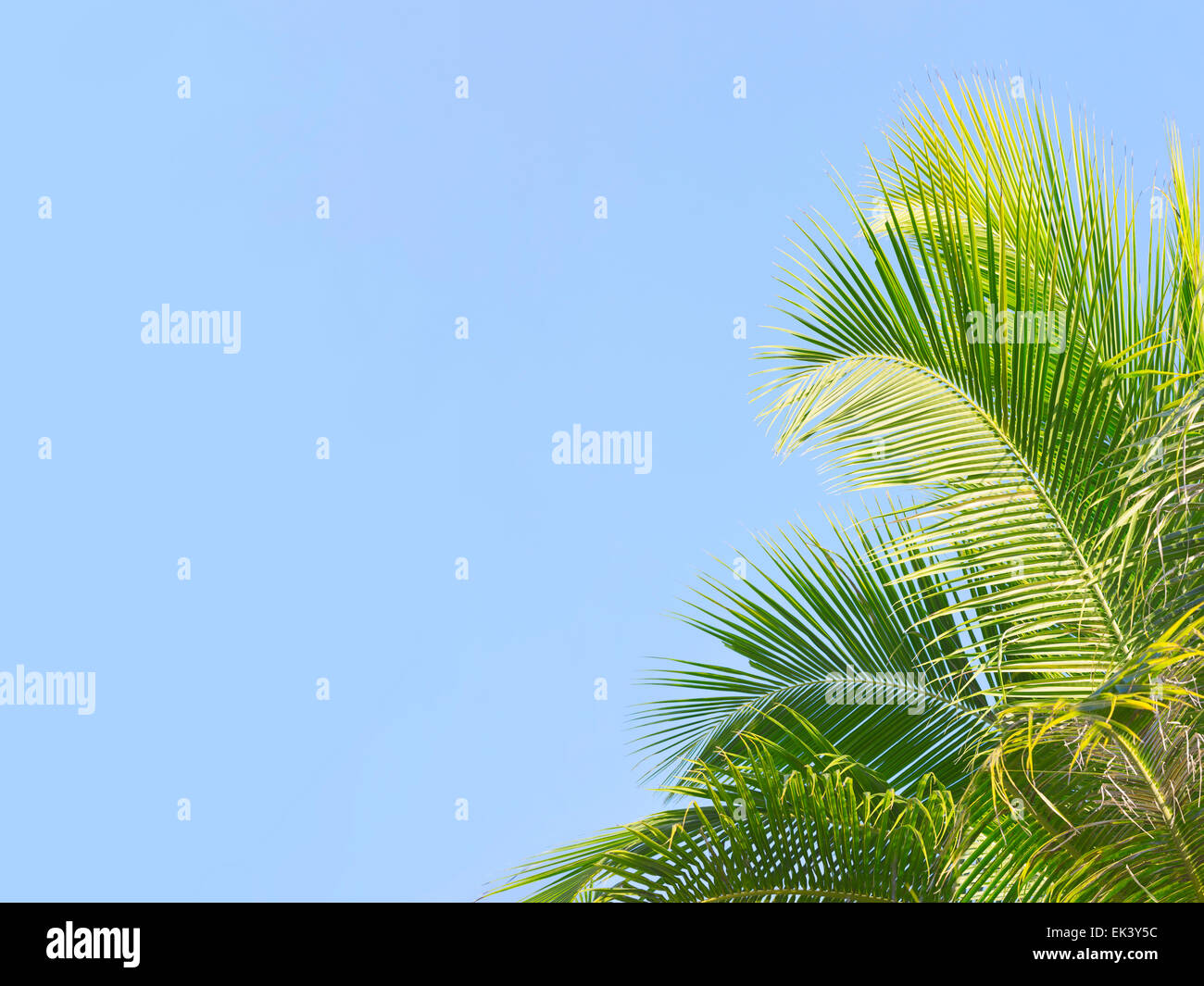 Palm tree’s leaves on the blue sky background Stock Photo - Alamy