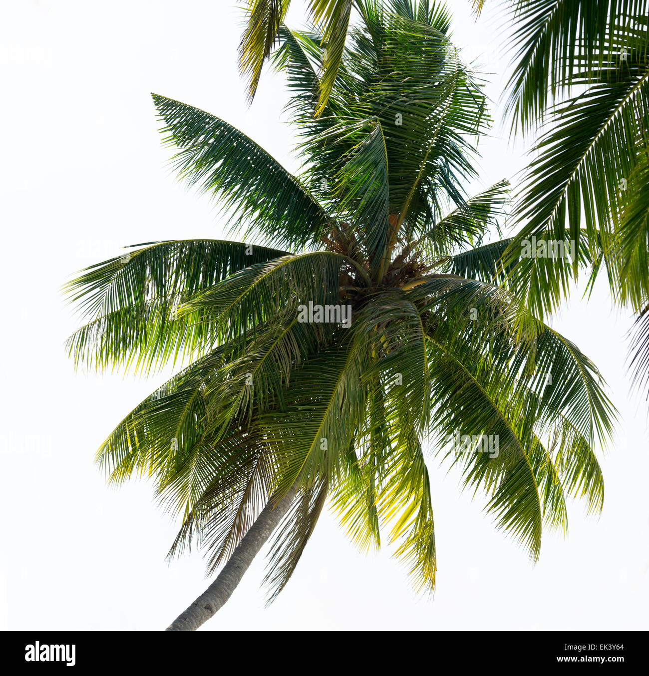 Palm trees leaves on the blue sky background Stock Photo - Alamy