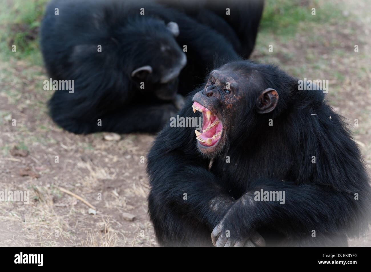 Chimpanzees in the last freedom? Stock Photo