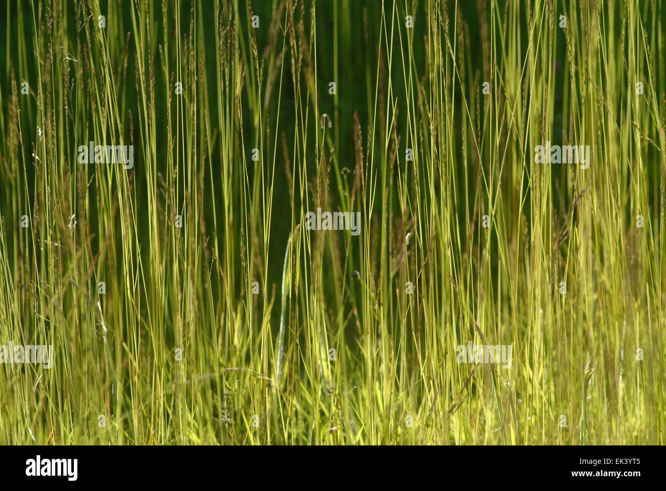 Green Gras in backlight monotone Stock Photo