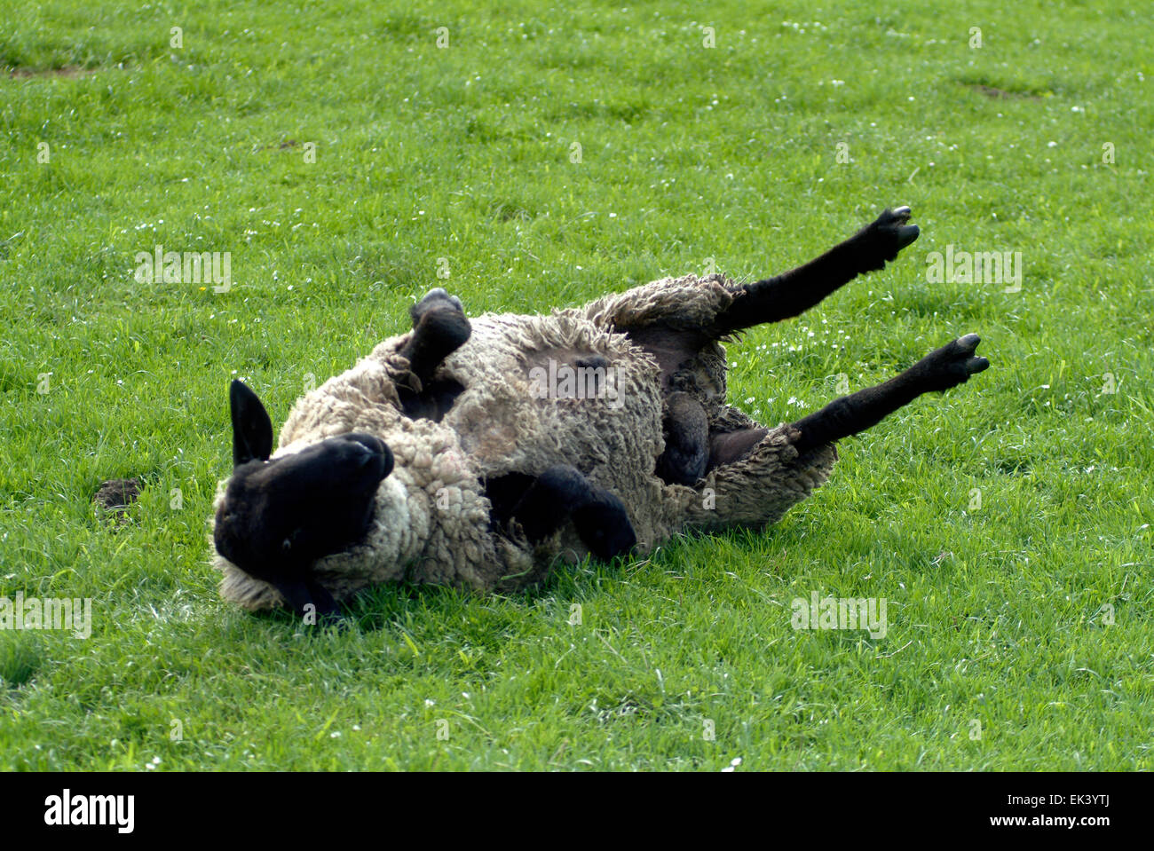 Dying sheep is inflated on a meadow Scotland United Kingdom Europe Stock Photo