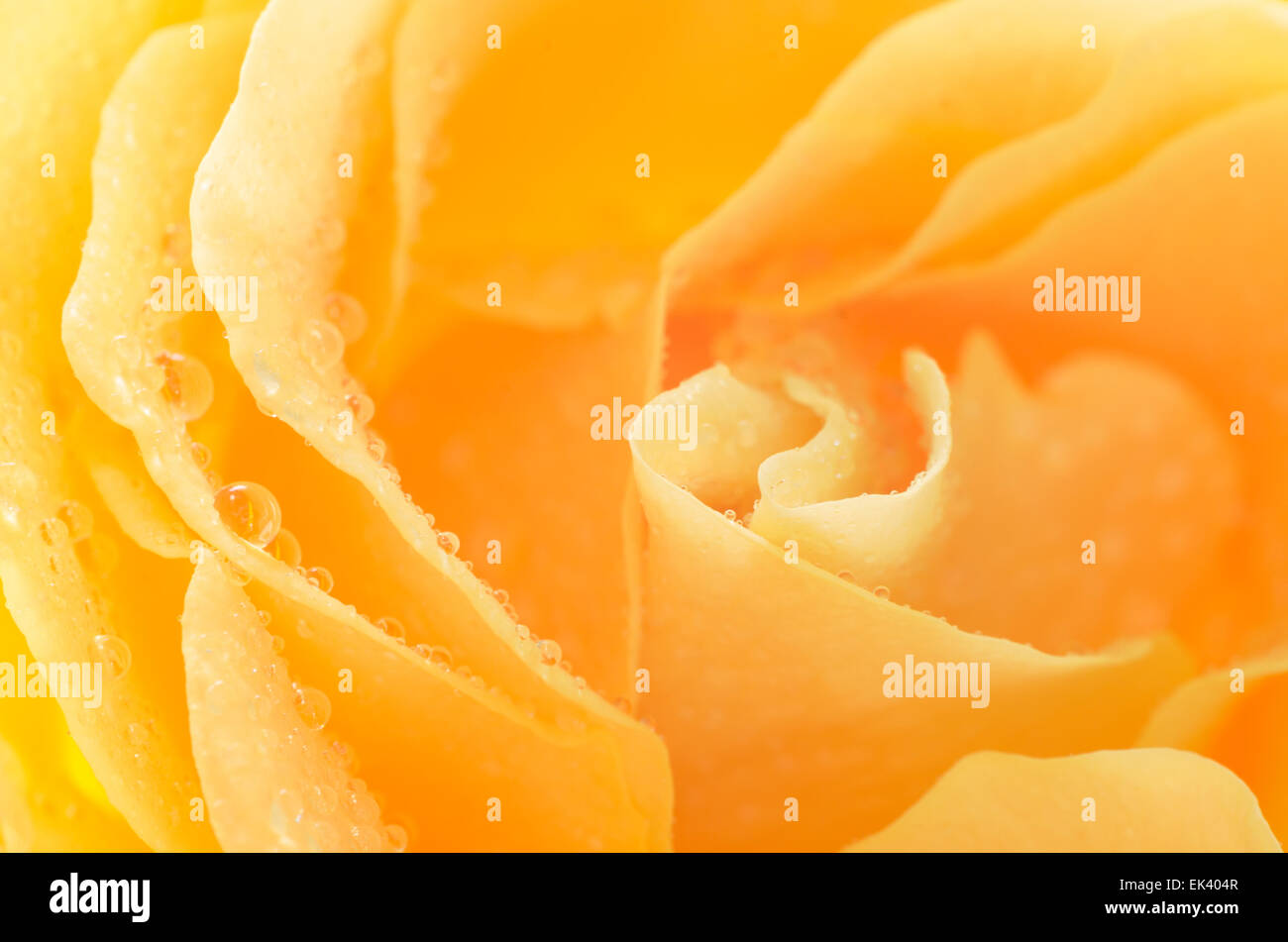 Yellow rose flower hi-res stock photography and images - Alamy