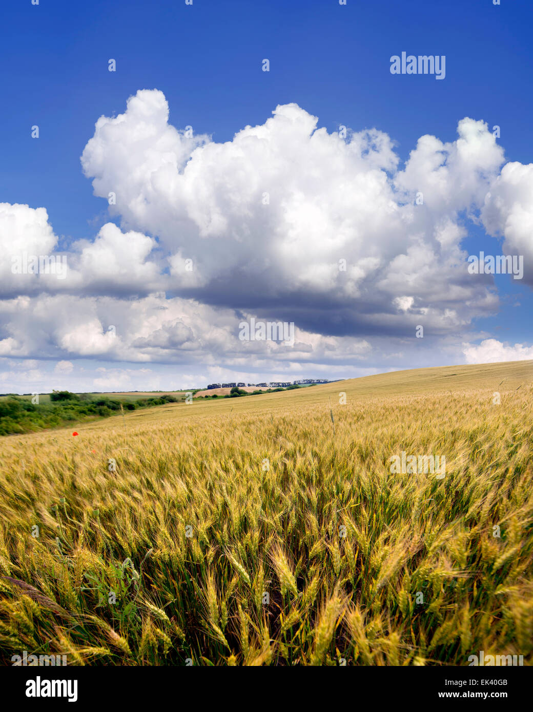 Sunny summer day on the farmland Stock Photo - Alamy
