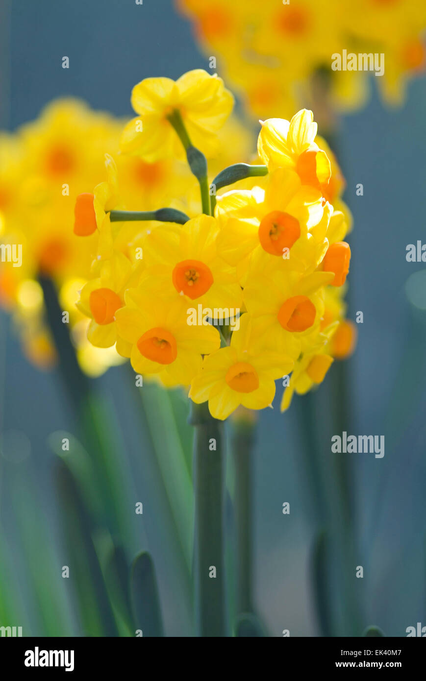 Narcissus in blossom Stock Photo