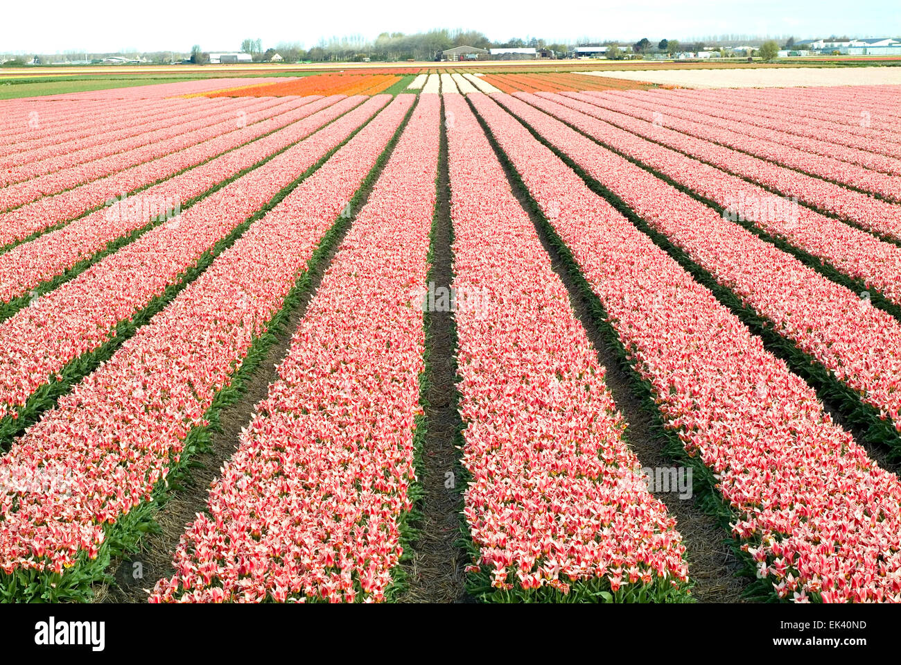 rows with colorful tulips as typical agriculture in Holland Stock Photo ...