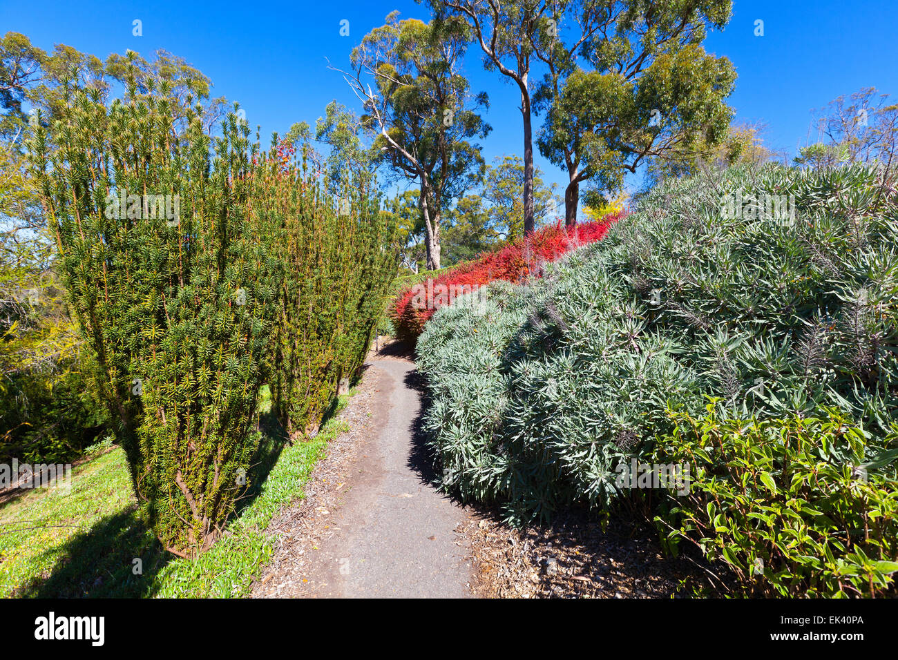 Mt Lofty Botanical Gardens Adelaide Hills South Australia Australian landscape landscapes autumn tourist attraction attractions Stock Photo