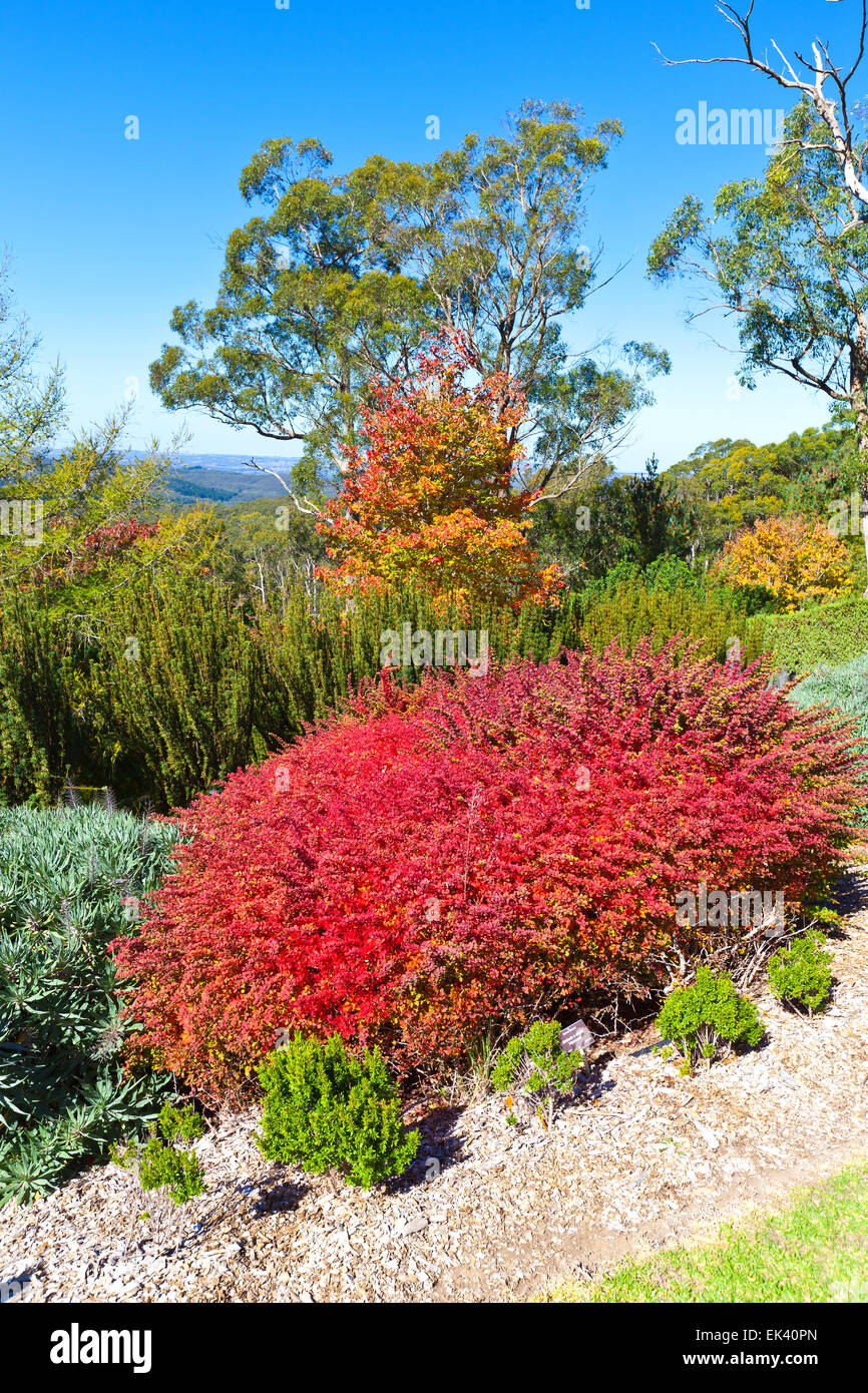 Mt Lofty Botanical Gardens Adelaide Hills South Australia Australian landscape landscapes autumn tourist attraction attractions Stock Photo