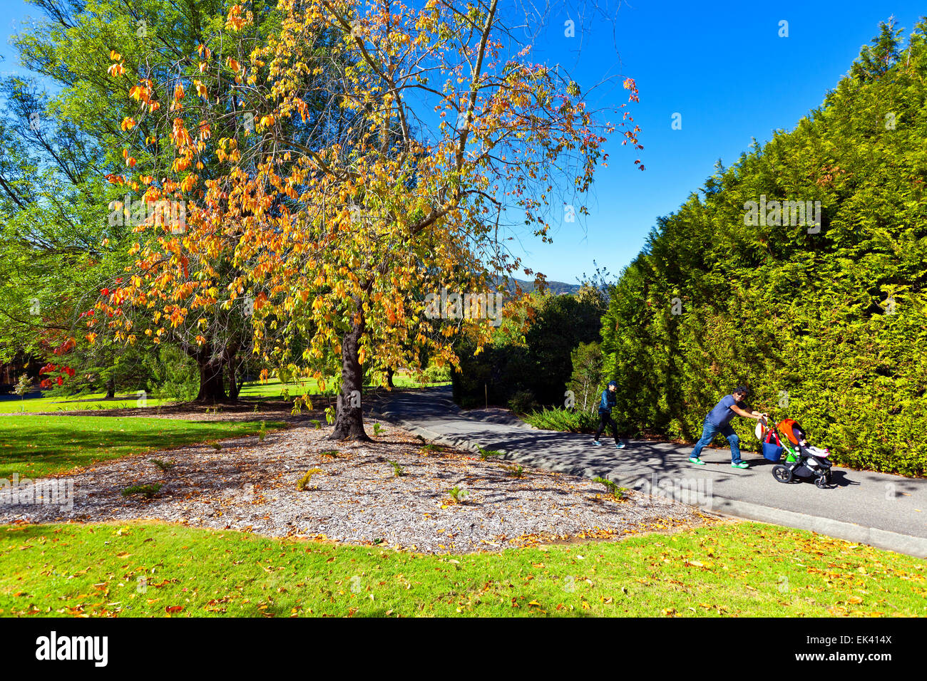 Mt Lofty Botanical Gardens Adelaide Hills South Australia Australian landscape landscapes autumn Stock Photo