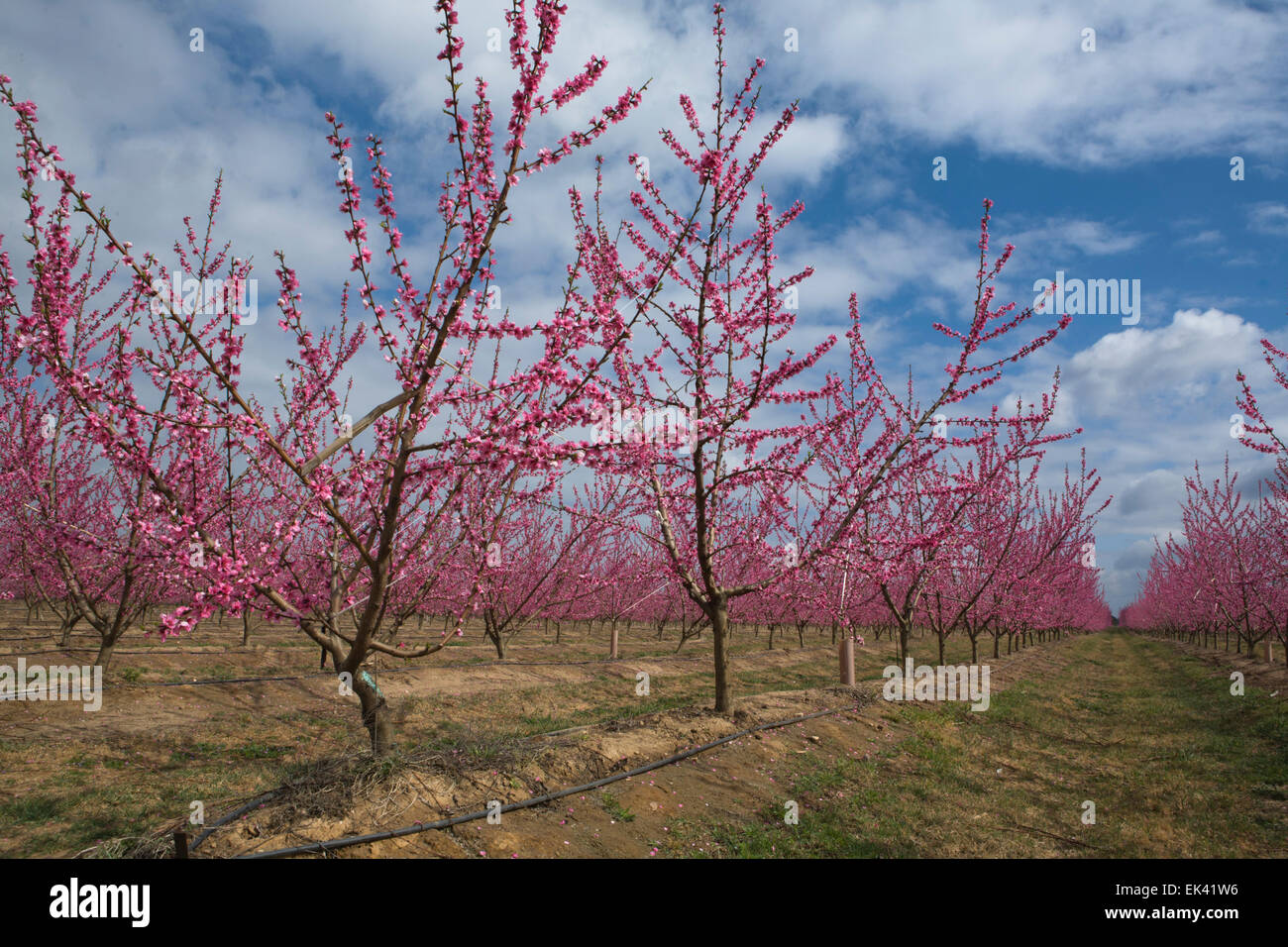 Blossoming tree in field on background of cludy sky, Badajoz, Spain Stock Photo