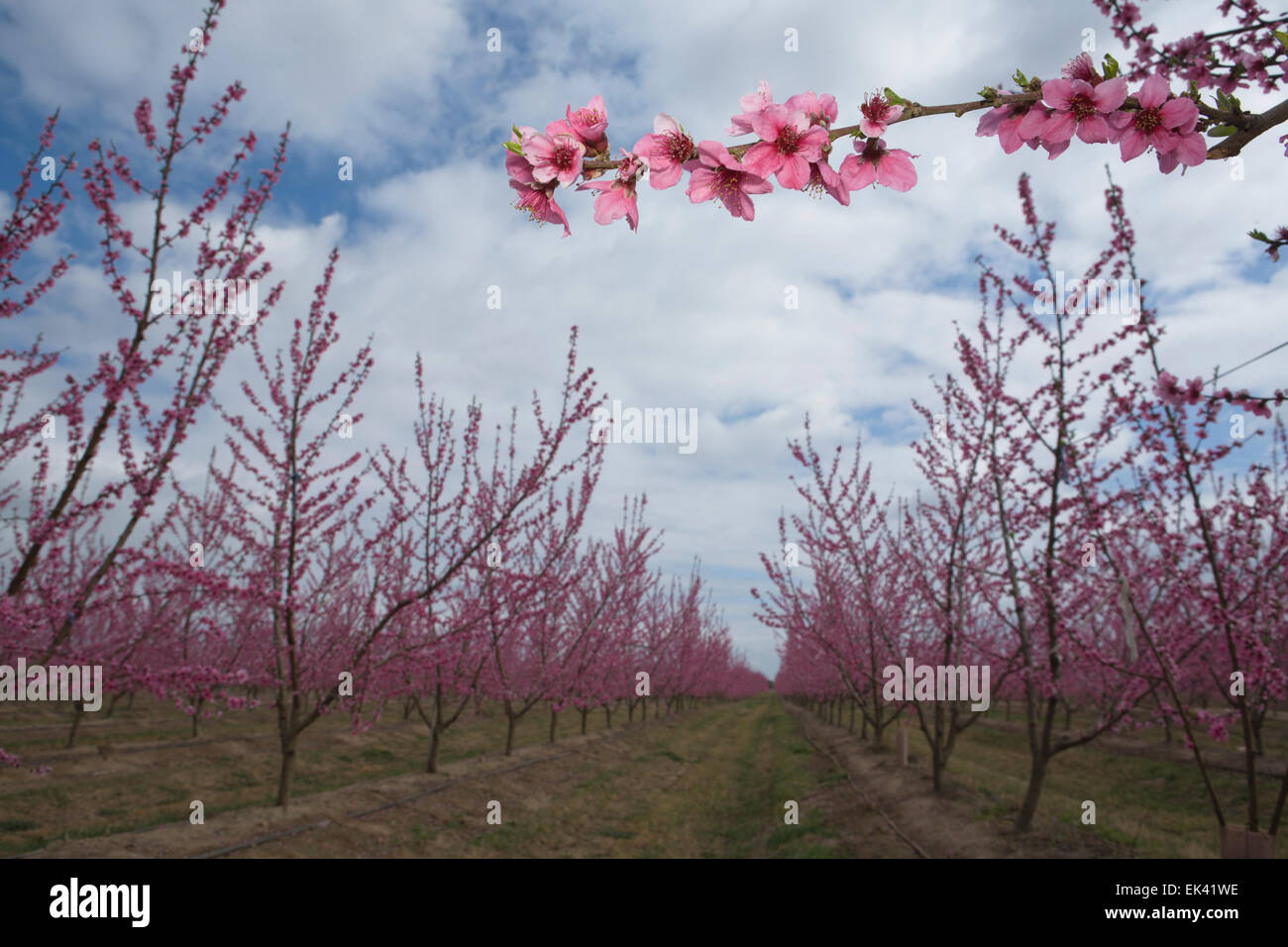 Blossoming tree in field on background of cloudy sky, Badajoz, Spain Stock Photo