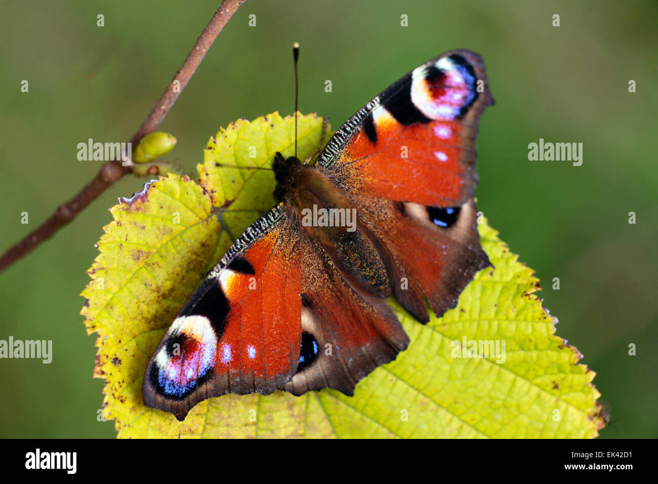 Peacock butterfly on a leaf Stock Photo - Alamy