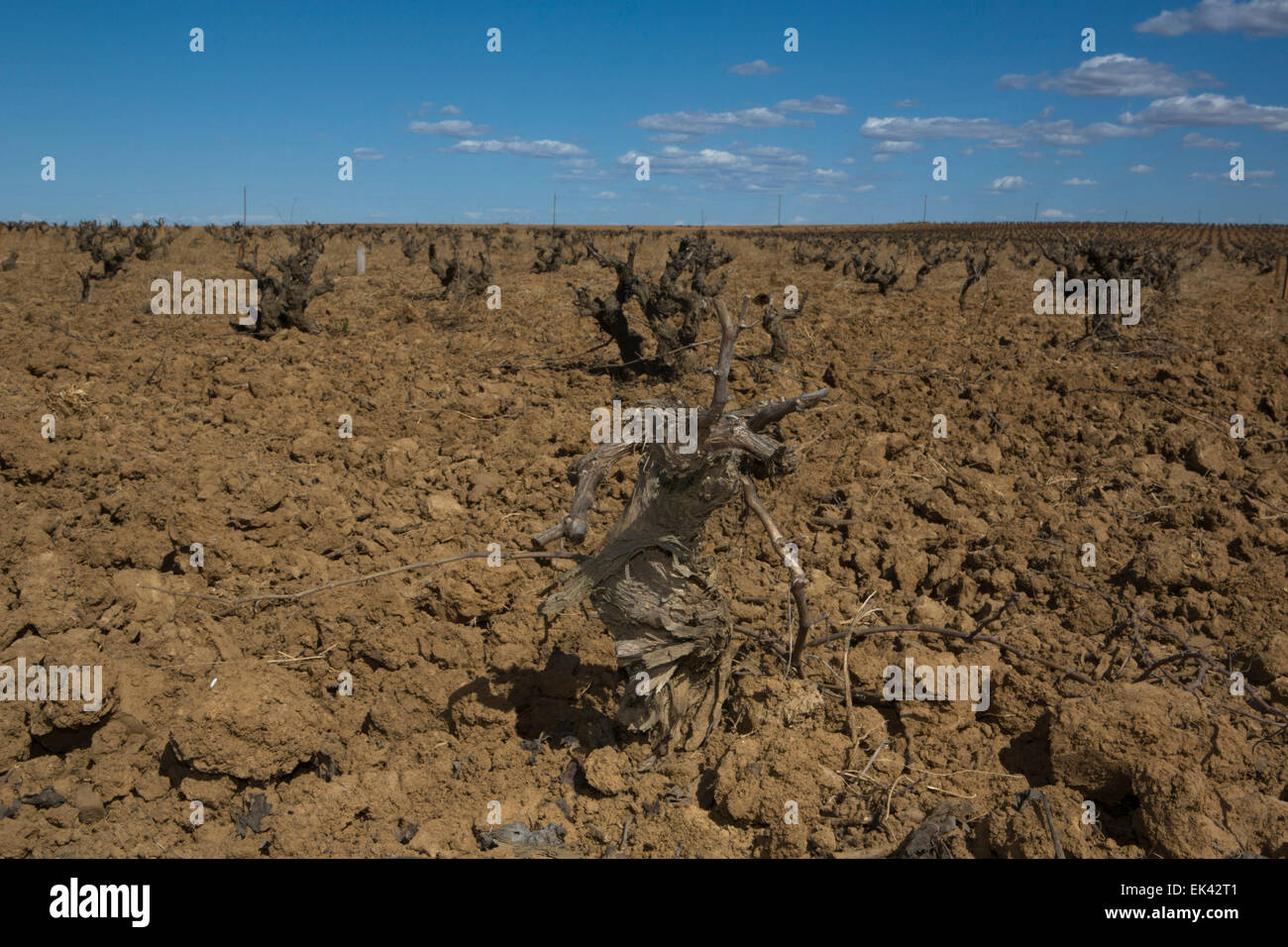 Cropland of Vineyards in winter Badajoz, Spain Stock Photo