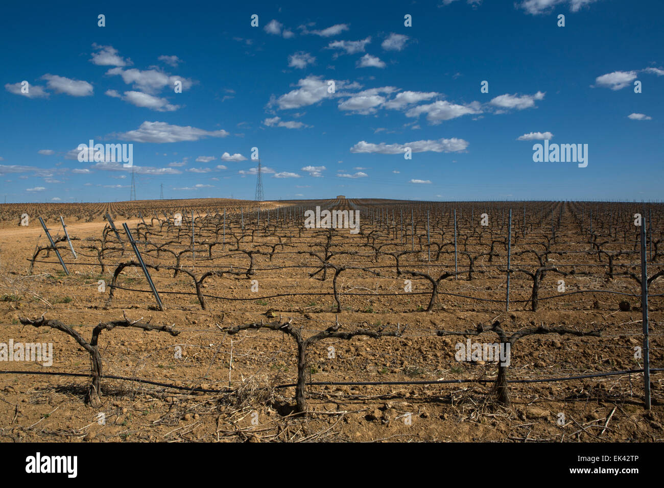 Cropland of Vineyards in winter Badajoz, Spain Stock Photo