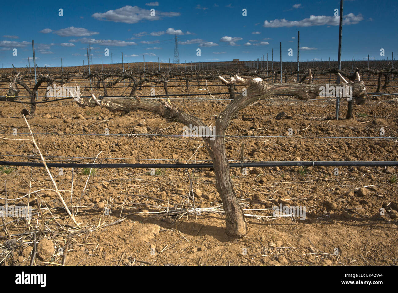 Cropland of Vineyards in winter Badajoz, Spain Stock Photo