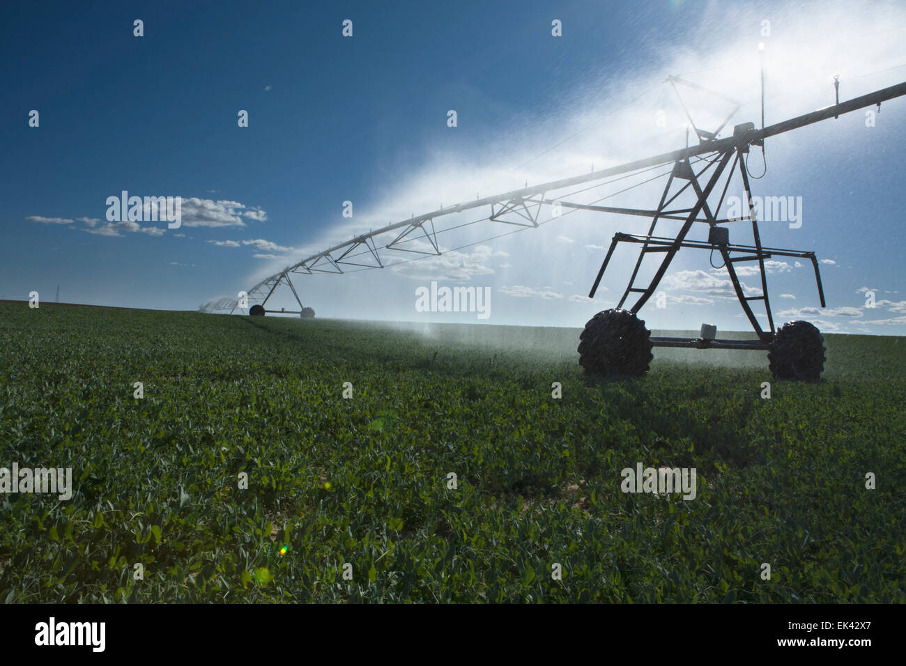 Center pivot irrigation is a form of sprinkler irrigation consisting of ...