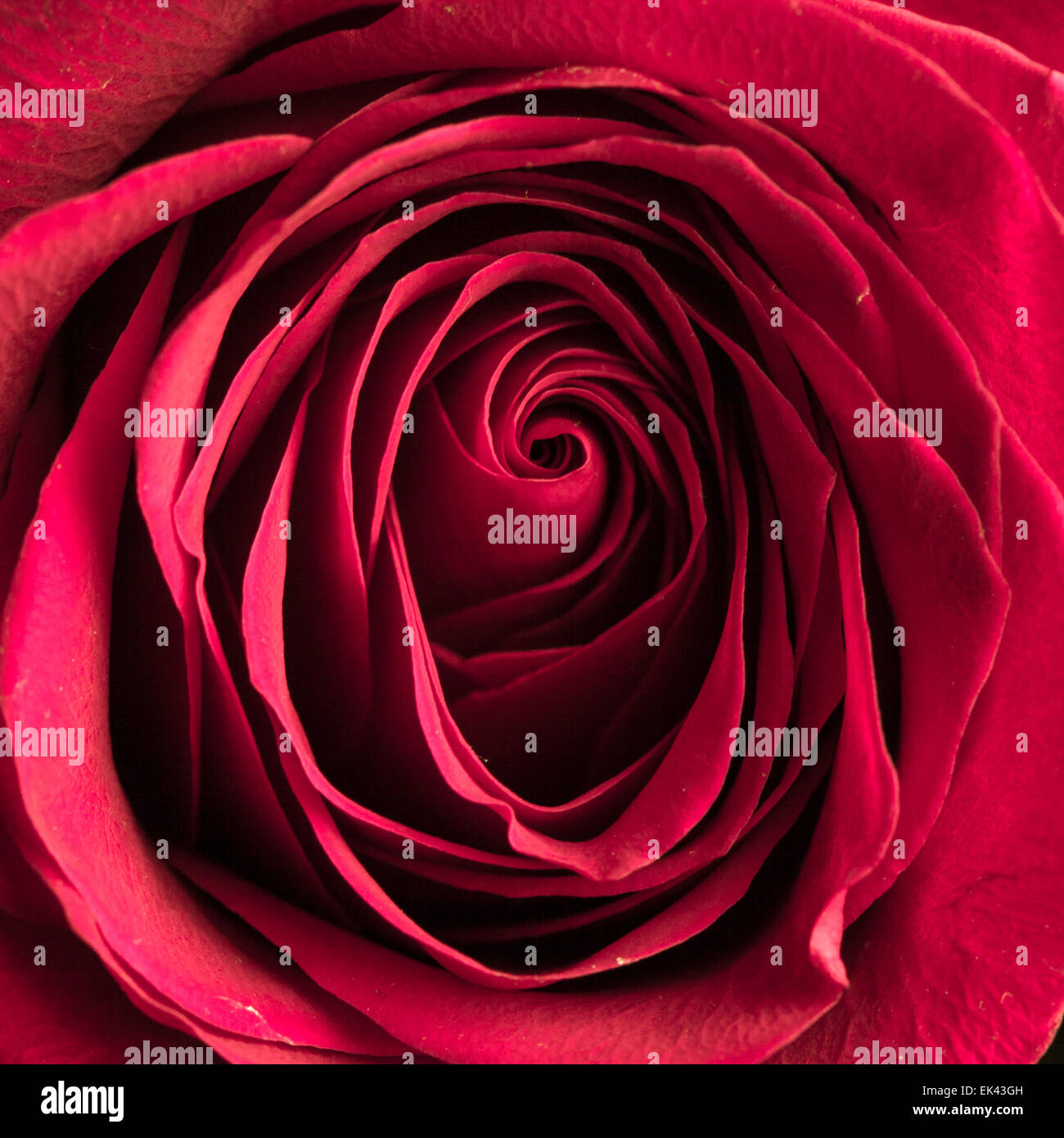 Beautiful pink rose closeup Stock Photo - Alamy