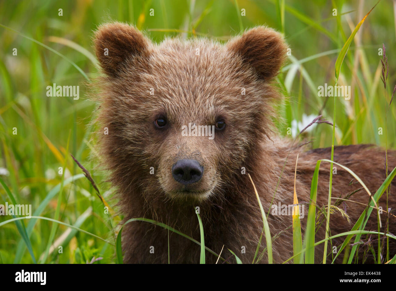 Brown / Grizzly Bear, Lake Clark National Park, Alaska Stock Photo