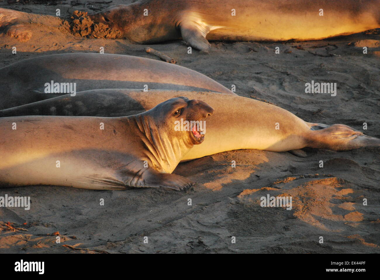 An elephant seal yells on the beach Stock Photo