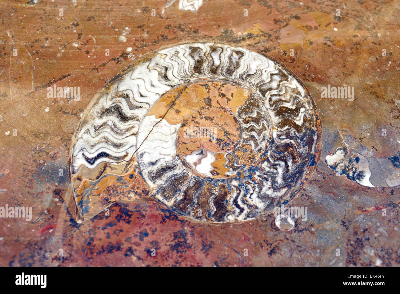 Polished rock of ammonite spiral shells, Morocco, Africa Stock Photo
